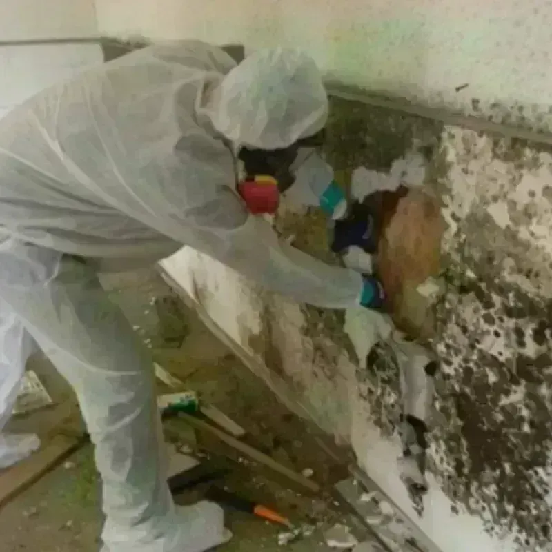 Mold Remediation and Removal in Eastvale, CA